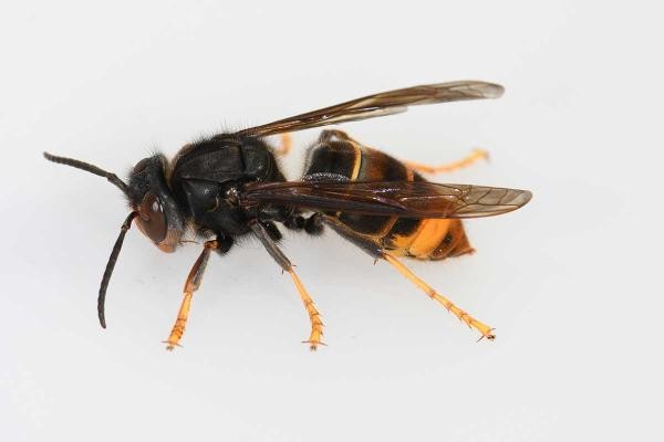 Tigermücke