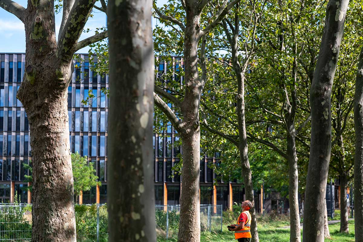 Baumkontrolleur kontrolliert die Stadt- und Parkbäume