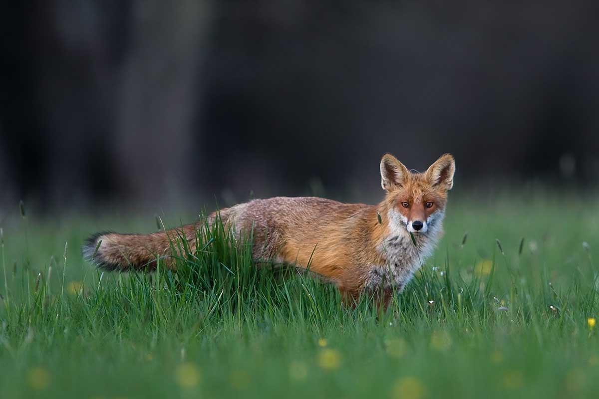 Fuchs auf einer Wiese