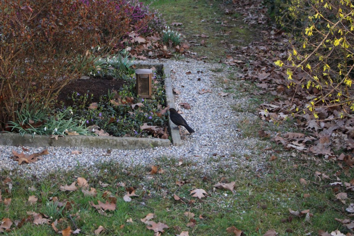Bepflanzte Grabstelle mit heruntergefallenem Laub,Amsel und Grablicht
