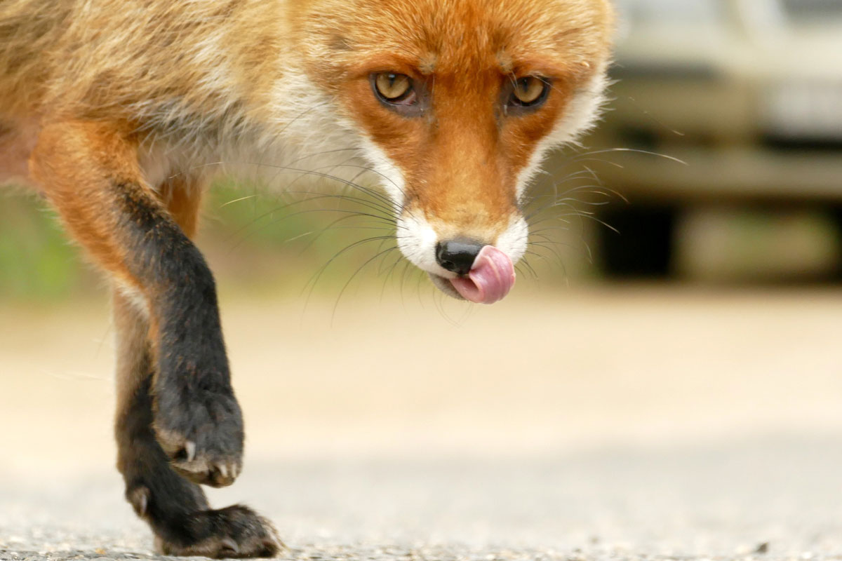 Fuchs