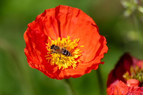 Biene auf einer Mohnblume