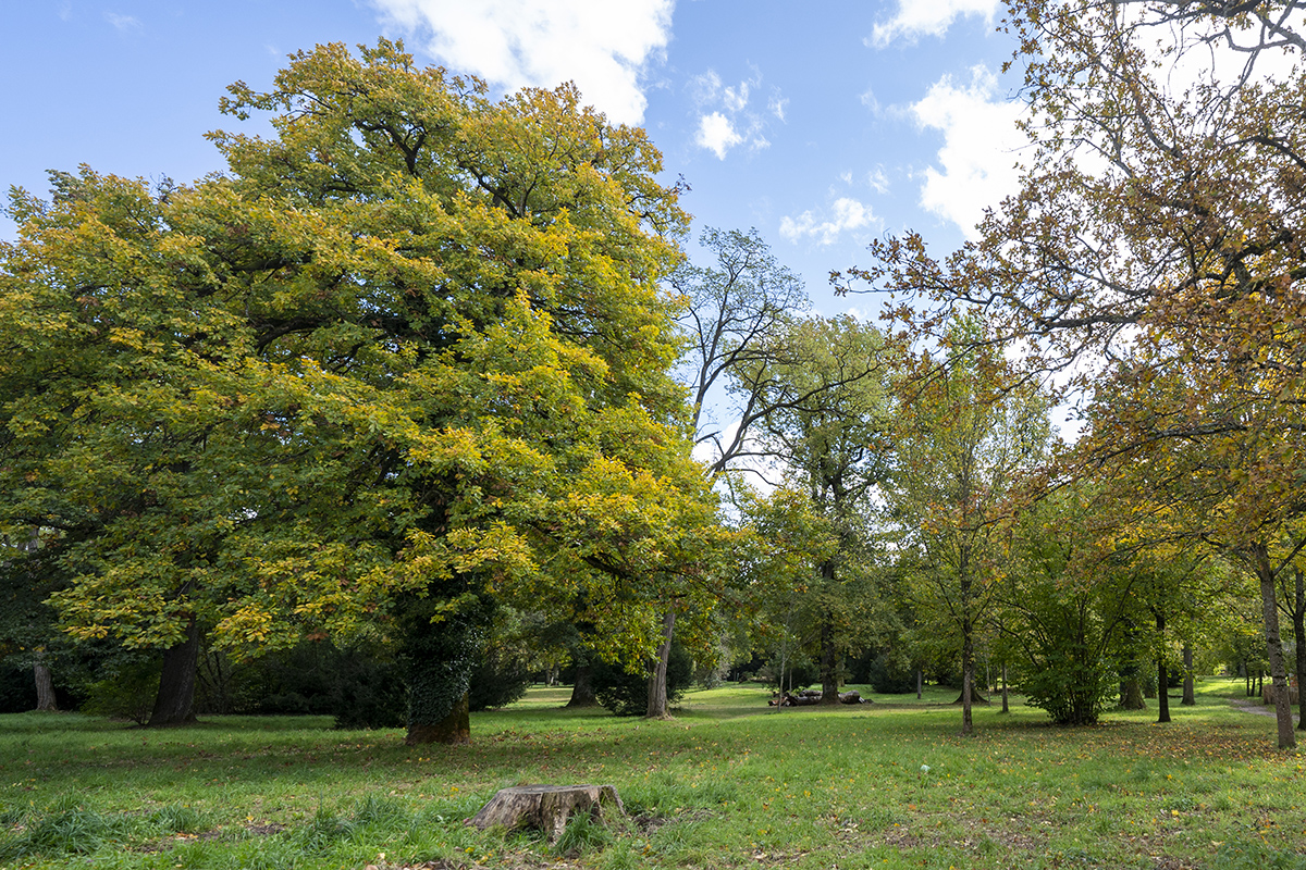 Große Wiese mit Bäumen