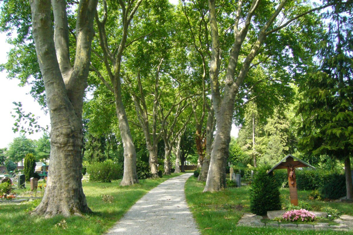 Alte Platanenallee mit Weg und vereinzelten Gräbern