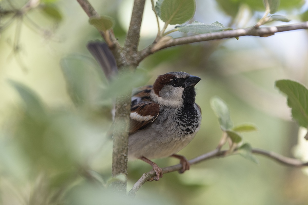 Ein Spatz sitzt in einem Baum.
