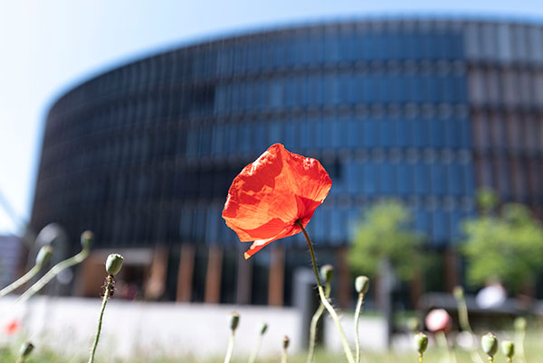 Mohnblume mit Rathaus im Stühlinger im Hintergrund