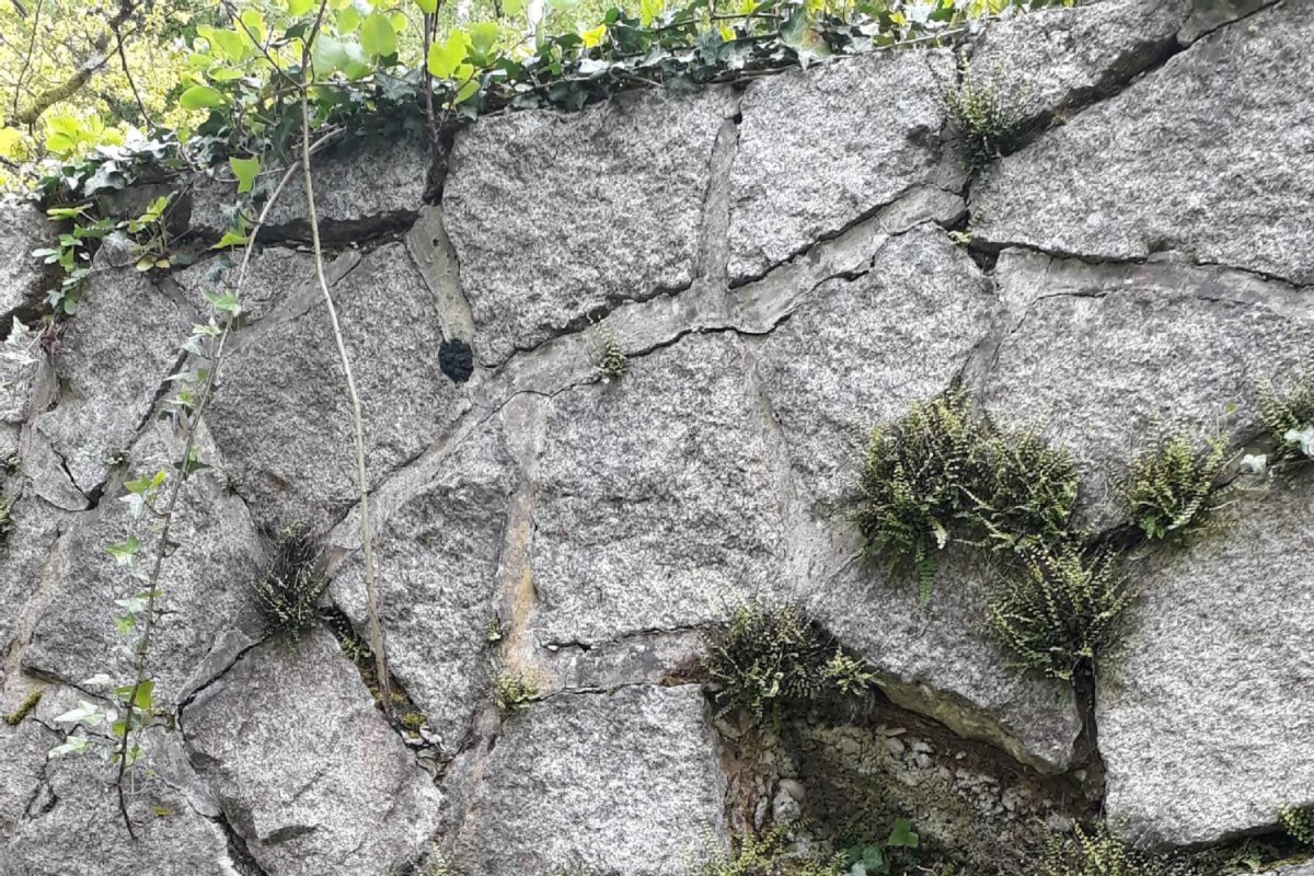 Natursteinmauer mit Pflanzen in den Mauerfugen