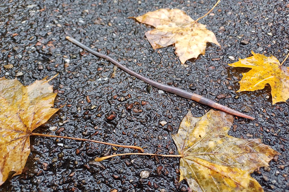 Regenwurm