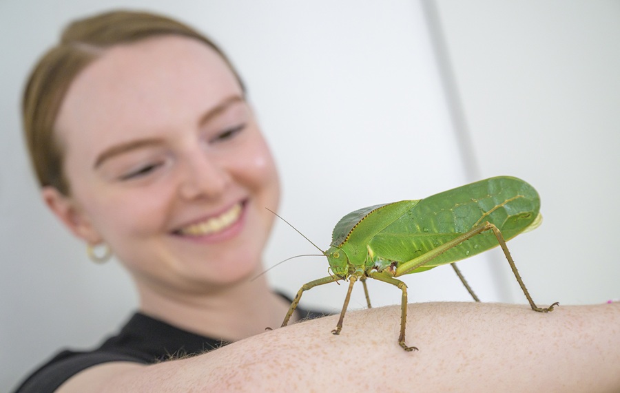 Schillernd schön: Das Museum Natur und Mensch zeigt die wunderbare Welt der Insekten. Wer mag, kann auch direkten Haut- und Augenkontakt aufnehmen.