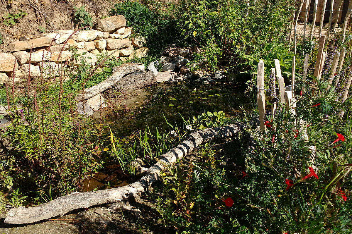 Feuchtbiotop mit Trockenmauer und Gehölz