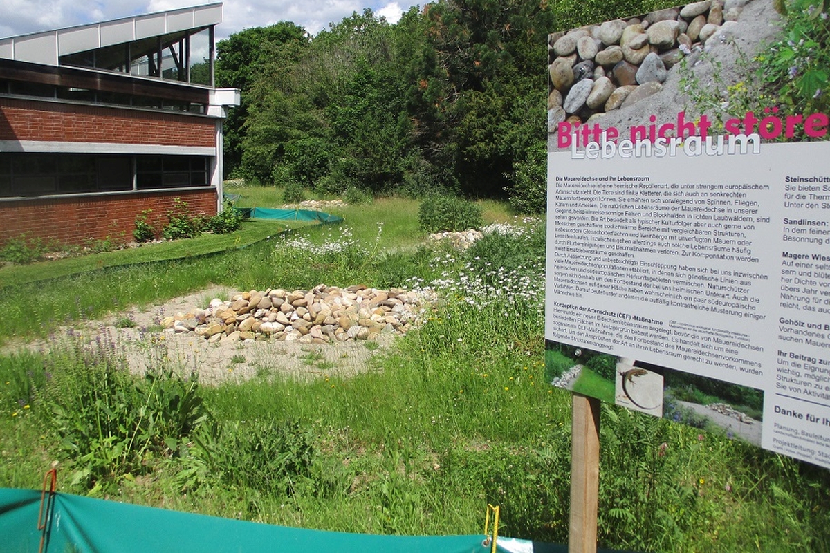 Neuer Mauereidechsenlebensraum als Artenschutzmaßnahme (Bild: Stadt Frei-burg)