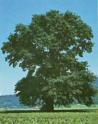 Stieleiche (Quercus robur)