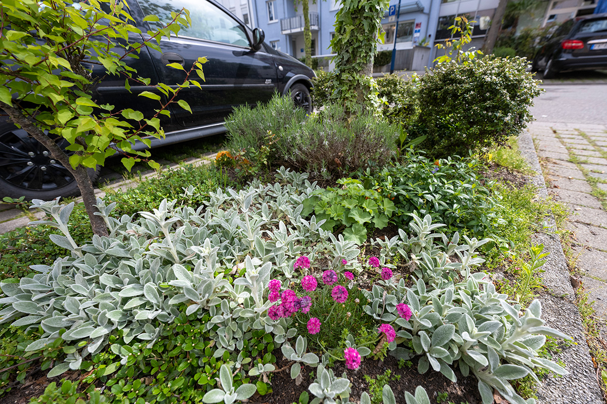 Bepflanzter Bereich um einen Straßenbaum