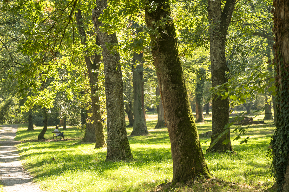 Schotterweg, der durch ein Wäldchen führt