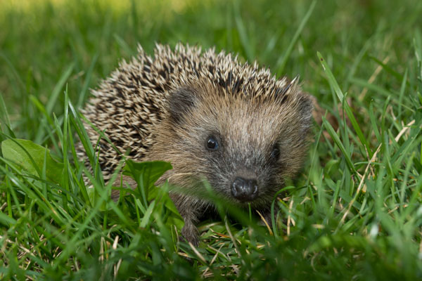 Igel auf einer Wiese