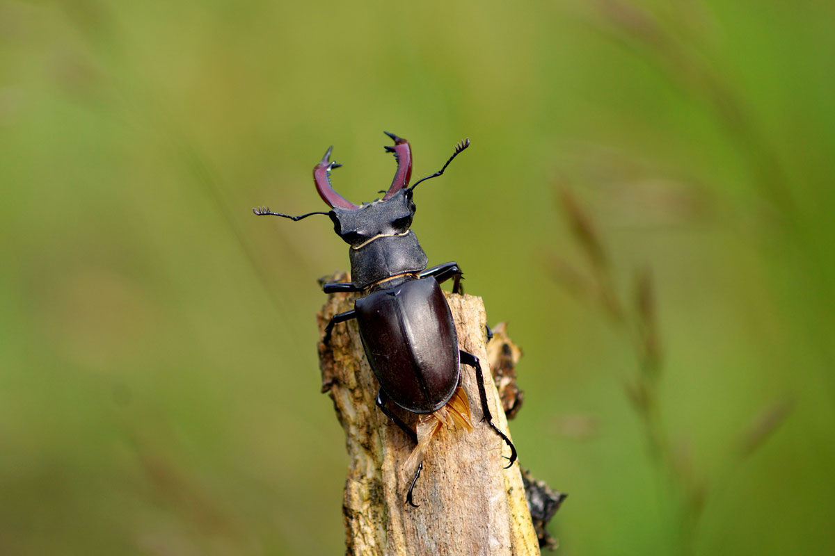 Hirschkäfer