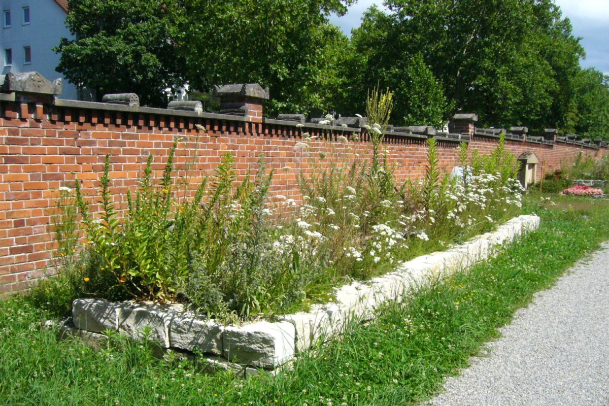 lang gezogenes,flache natursteinmauer mit Wildpflanzen wie Goldrute, Schierling