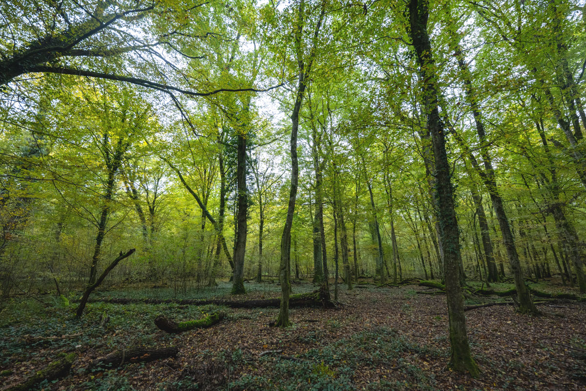 Laubwald mit Blättern auf dem Boden