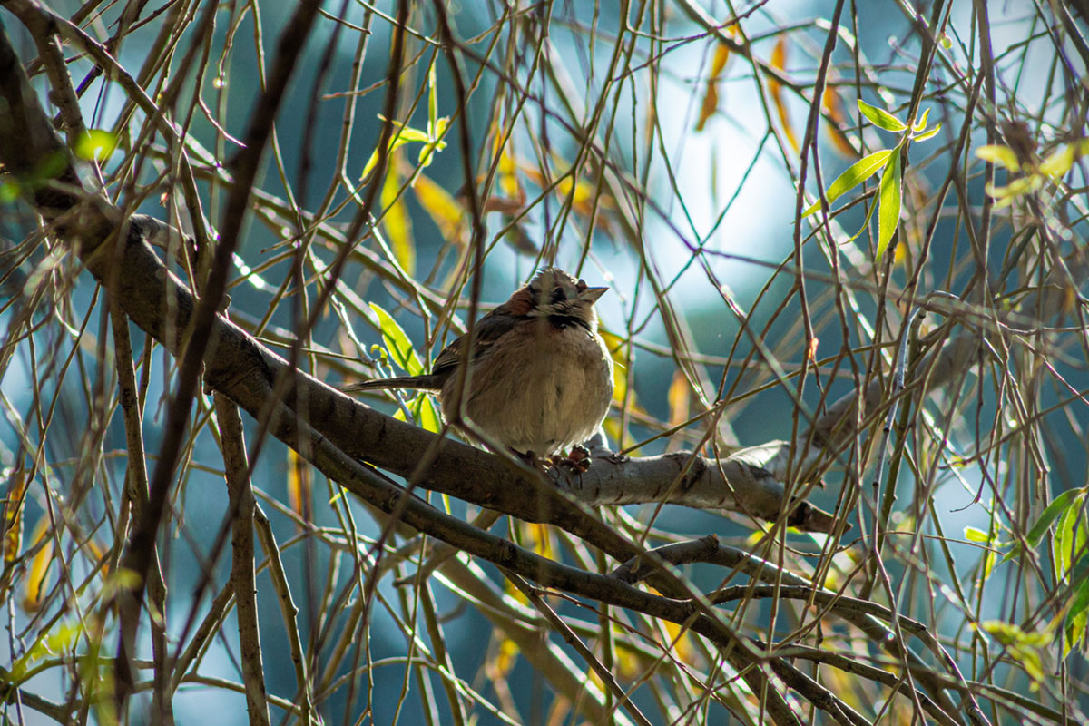 Vogel sitzt im Baum