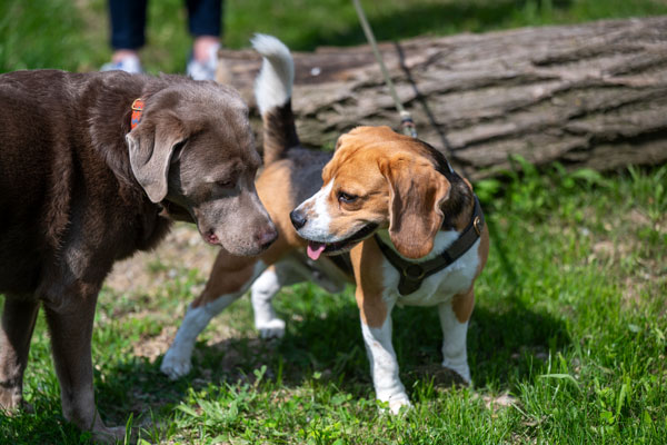 Zwei Hunde auf einer grünen Wiese