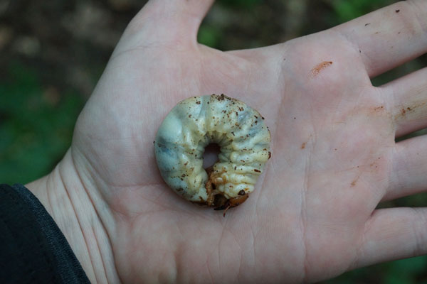 Hirschkäfer Larve auf einer Handfläche
