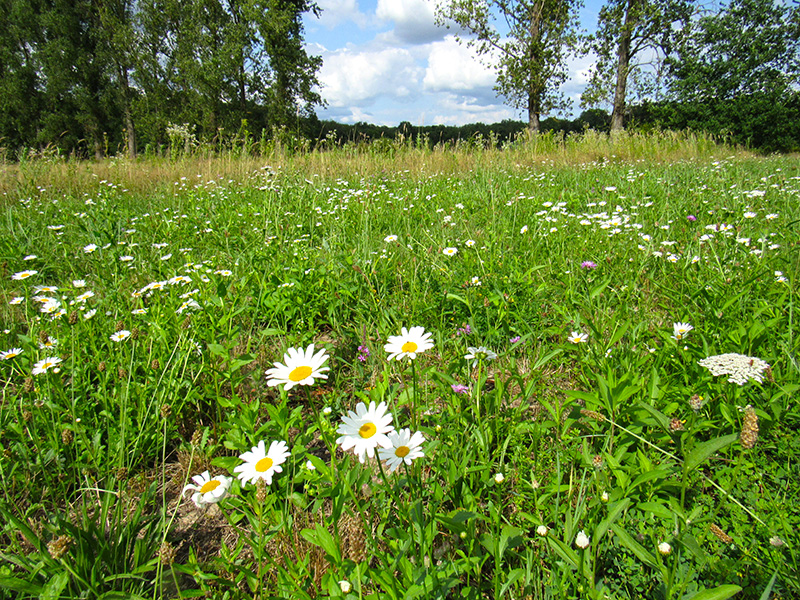 Magere und artenreiche Mähwiese