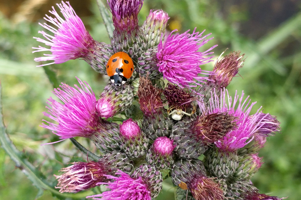 Ein roter Marienkäfer hat sich auf einer pink-blühenden Distel niedergelassen