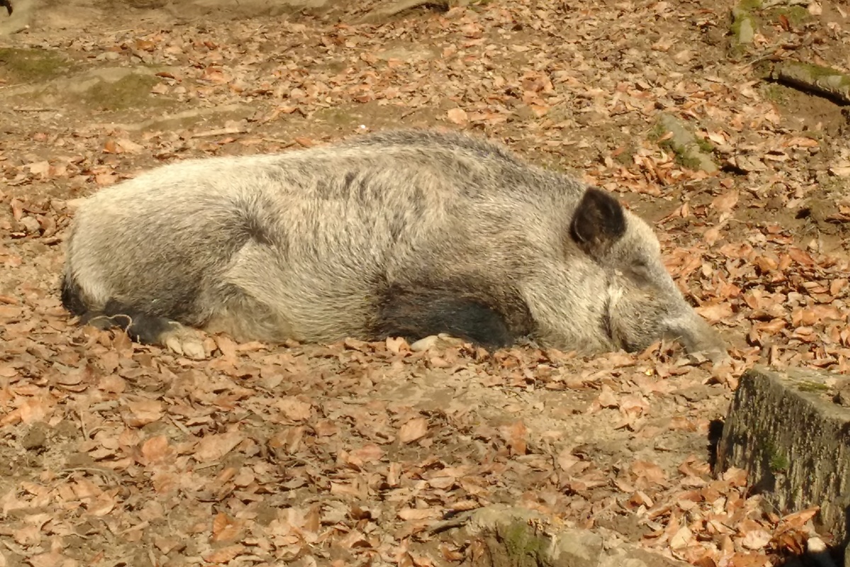 Wildschwein
