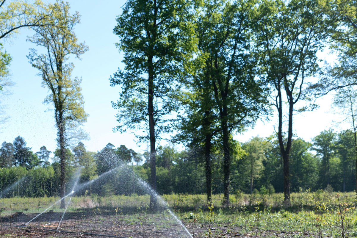 Lichter Wald mit Bewässerungsanlage