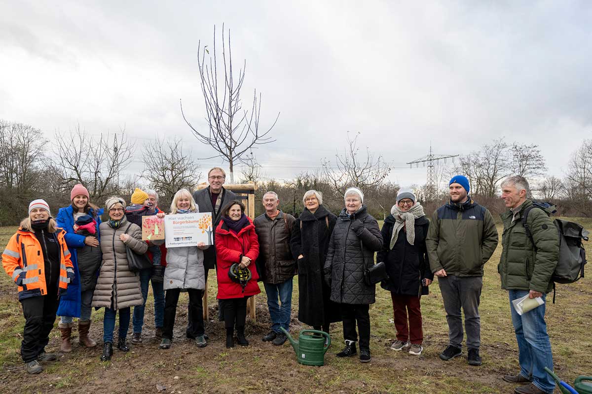 Kastanienbaum mit braunem Laub
